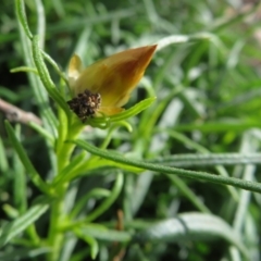 Xerochrysum viscosum at Coree, ACT - 28 Apr 2020 12:46 PM