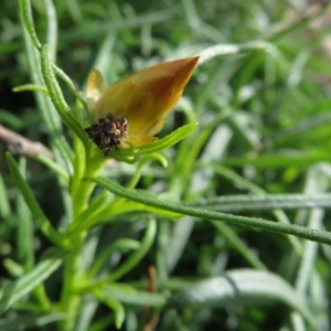 Xerochrysum viscosum at Coree, ACT - 28 Apr 2020 12:46 PM