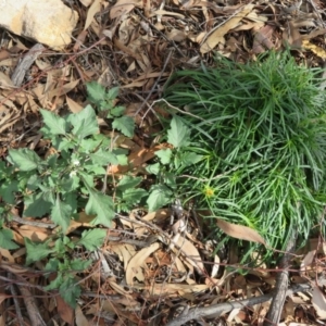 Xerochrysum viscosum at Coree, ACT - 28 Apr 2020 12:46 PM