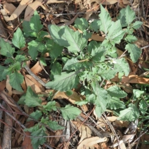 Solanum nigrum at Coree, ACT - 28 Apr 2020 12:46 PM