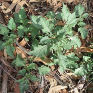 Solanum nigrum at Coree, ACT - 28 Apr 2020