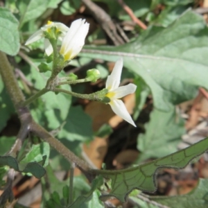 Solanum nigrum at Coree, ACT - 28 Apr 2020 12:46 PM