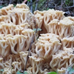 Ramaria capitata var. capitata (Pale cauliflower coral) at Coree, ACT - 28 Apr 2020 by Christine