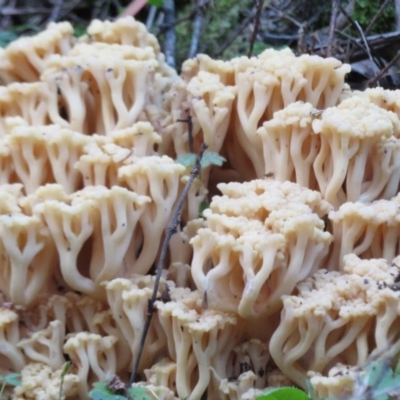 Ramaria capitata var. capitata (Pale cauliflower coral) at Coree, ACT - 28 Apr 2020 by Christine