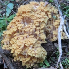 Ramaria capitata var. capitata at Coree, ACT - 28 Apr 2020