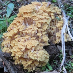 Ramaria capitata var. capitata at Coree, ACT - 28 Apr 2020