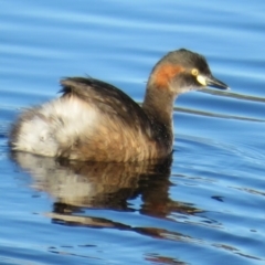 Tachybaptus novaehollandiae (Australasian Grebe) at West Belconnen Pond - 27 Apr 2020 by Christine