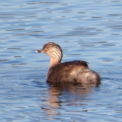 Poliocephalus poliocephalus (Hoary-headed Grebe) at Dunlop, ACT - 27 Apr 2020 by Christine