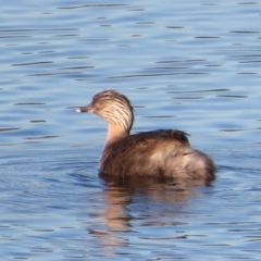 Poliocephalus poliocephalus (Hoary headed Grebe) at West Belconnen Pond - 27 Apr 2020 by Christine