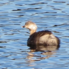 Poliocephalus poliocephalus at Dunlop, ACT - 27 Apr 2020