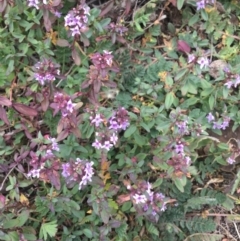 Mentha diemenica (Wild Mint, Slender Mint) at Tombong, NSW - 29 Apr 2020 by BlackFlat