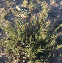 Kunzea parvifolia (Violet Kunzea) at Corrowong, NSW - 22 Apr 2020 by BlackFlat