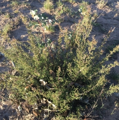 Kunzea parvifolia (Violet Kunzea) at Corrowong, NSW - 22 Apr 2020 by BlackFlat