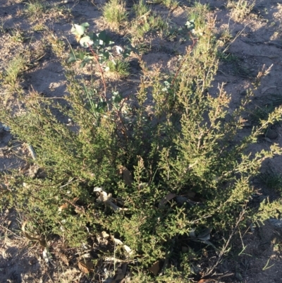 Kunzea parvifolia (Violet Kunzea) at Black Flat at Corrowong - 22 Apr 2020 by BlackFlat