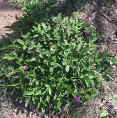 Cullen microcephalum (Dusky Scurf-pea) at Black Flat at Corrowong - 26 Mar 2020 by BlackFlat