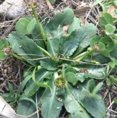 Solenogyne dominii (Smooth Solenogyne) at Black Flat at Corrowong - 26 Mar 2020 by BlackFlat