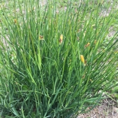 Tricoryne elatior (Yellow Rush Lily) at Black Flat at Corrowong - 24 Mar 2020 by BlackFlat