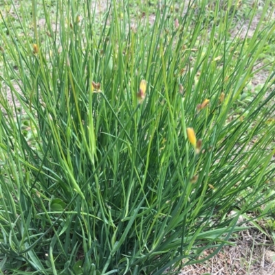 Tricoryne elatior (Yellow Rush Lily) at Corrowong, NSW - 24 Mar 2020 by BlackFlat