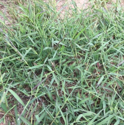 Hemarthria uncinata (Matgrass) at Black Flat at Corrowong - 3 Mar 2020 by BlackFlat