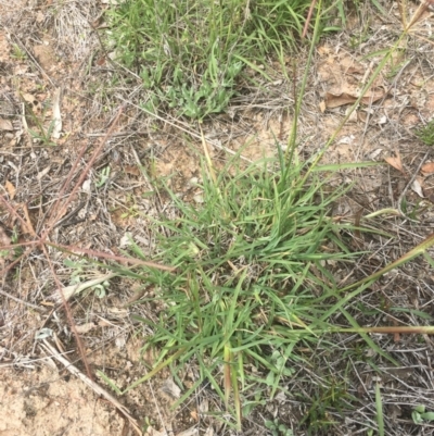 Chloris truncata (Windmill Grass) at Black Flat at Corrowong - 9 Mar 2020 by BlackFlat