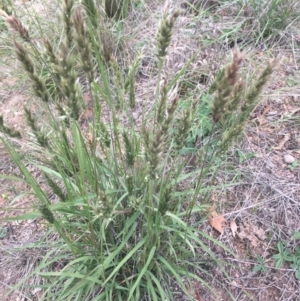 Enneapogon nigricans at Corrowong, NSW - 14 Mar 2020 12:52 PM