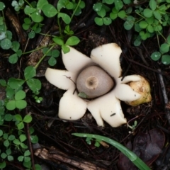 Geastrum sp. (Geastrum sp.) at Deakin, ACT - 30 Apr 2020 by Ct1000