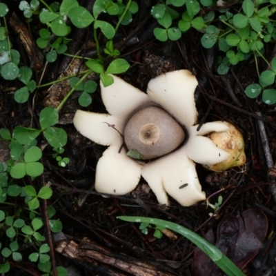 Geastrum sp. (Geastrum sp.) at Red Hill Nature Reserve - 30 Apr 2020 by Ct1000