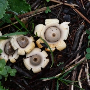 Geastrum sp. at Deakin, ACT - 30 Apr 2020