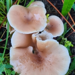Clitocybe s.l. at Denman Prospect, ACT - 30 Apr 2020