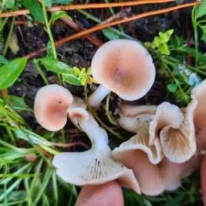Clitocybe s.l. at Denman Prospect, ACT - 30 Apr 2020