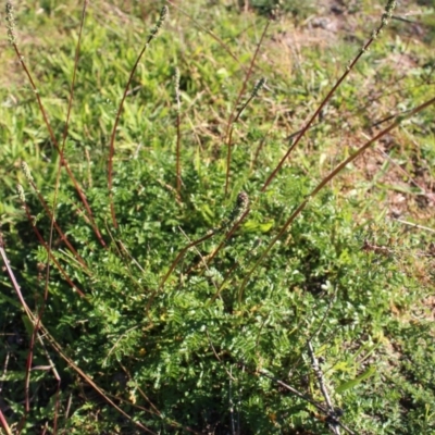 Acaena x ovina (Sheep's Burr) at West Stromlo - 27 Apr 2020 by Sarah2019