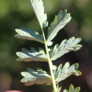 Acaena x ovina at Denman Prospect, ACT - 27 Apr 2020