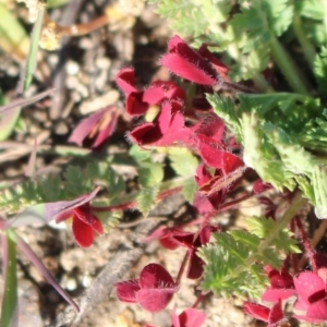Trifolium sp. at Denman Prospect, ACT - 27 Apr 2020