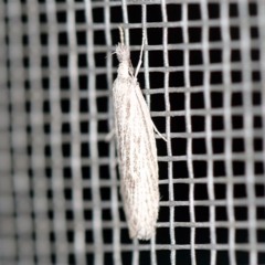 Phryganeutis cinerea (Chezala Group moth) at O'Connor, ACT - 28 Apr 2020 by ibaird