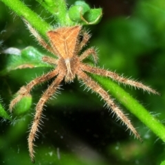 Sidymella hirsuta (Hairy crab spider) at Belconnen, ACT - 1 Dec 2017 by Harrisi