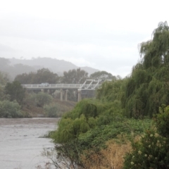 Salix babylonica (Weeping Willow) at Point Hut to Tharwa - 16 Feb 2020 by michaelb