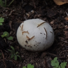 zz puffball at Conder, ACT - 23 Feb 2020 by MichaelBedingfield