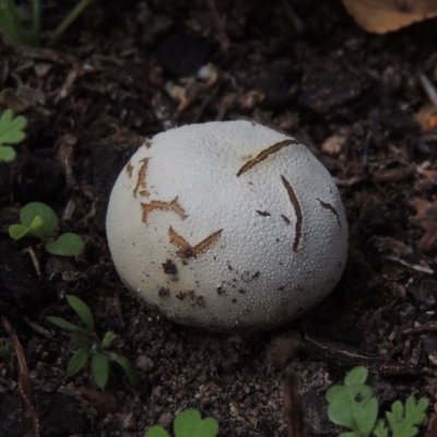 zz puffball at Conder, ACT - 22 Feb 2020 by michaelb