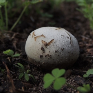 zz puffball at Conder, ACT - 23 Feb 2020