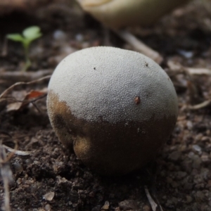 zz puffball at Conder, ACT - 23 Feb 2020