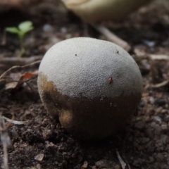 zz puffball at Conder, ACT - 23 Feb 2020