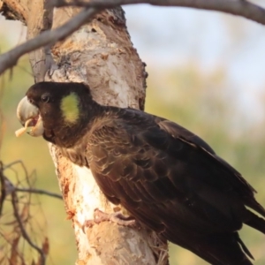 Zanda funerea at Red Hill, ACT - 28 Apr 2020