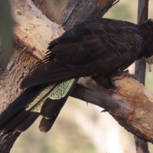 Zanda funerea at Red Hill, ACT - 28 Apr 2020