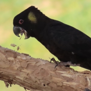 Zanda funerea at Red Hill, ACT - 28 Apr 2020