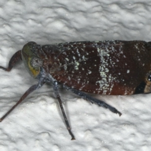 Platybrachys decemmacula at Ainslie, ACT - 9 Dec 2019