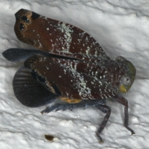 Platybrachys decemmacula at Ainslie, ACT - 9 Dec 2019