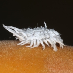 Cryptolaemus montrouzieri (Mealybug ladybird) at Ainslie, ACT - 8 Dec 2019 by jbromilow50