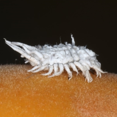 Cryptolaemus montrouzieri (Mealybug ladybird) at Ainslie, ACT - 9 Dec 2019 by jb2602