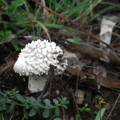 Amanita sp. (Amanita sp.) at Jerrabomberra, ACT - 1 May 2020 by SandraH