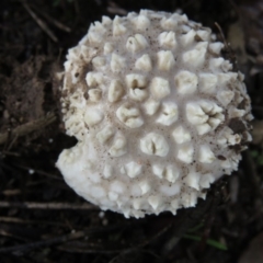 Amanita sp. at Jerrabomberra, ACT - 1 May 2020 09:33 AM